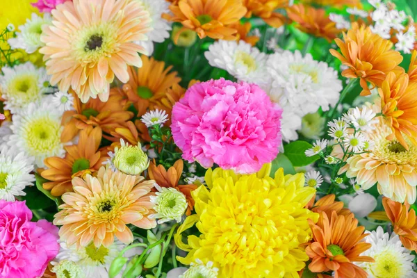 Красивые красочные цветы — стоковое фото