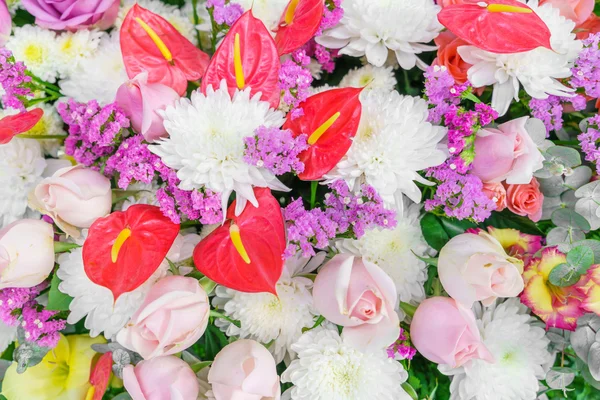 Mooie kleurrijke bloemen — Stockfoto