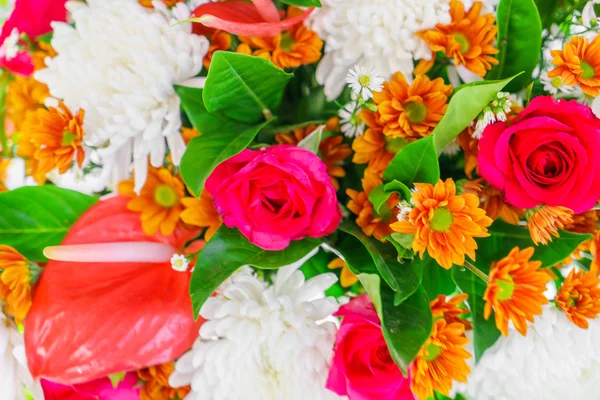 Mooie kleurrijke bloemen — Stockfoto