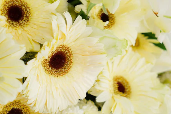 Mooie kleurrijke bloemen — Stockfoto