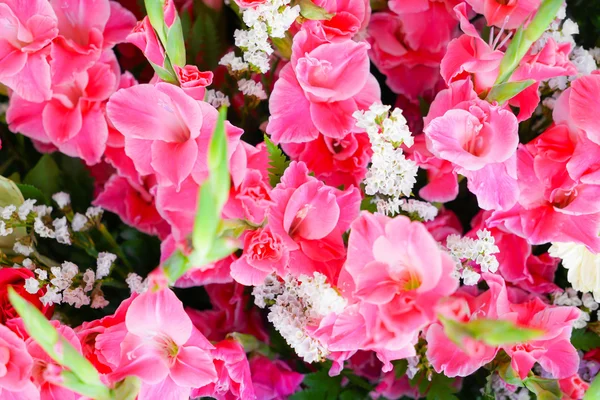 Όμορφα και πολύχρωμα λουλούδια — Φωτογραφία Αρχείου