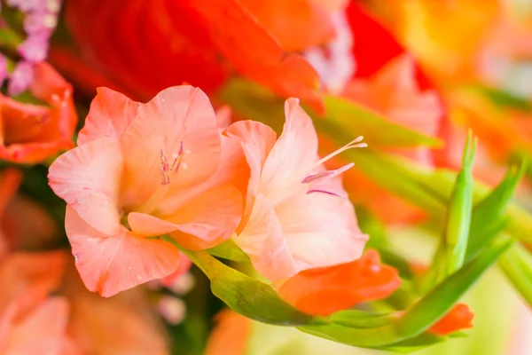 Mooie kleurrijke bloemen — Stockfoto