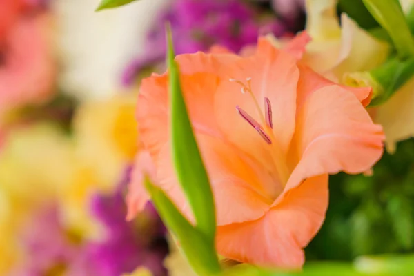 Beautiful colorful flowers — Stock Photo, Image