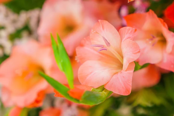 Vackra färgglada blommor — Stockfoto