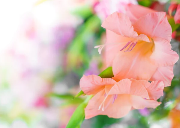 Hermosas flores coloridas — Foto de Stock