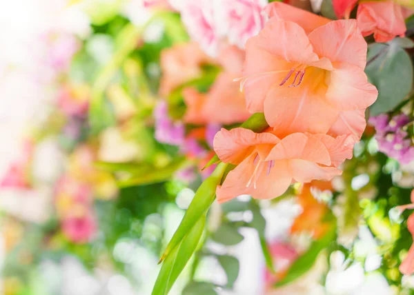 Beautiful colorful flowers — Stock Photo, Image