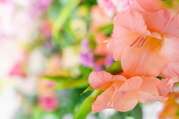 Bellissimi fiori colorati — Foto Stock