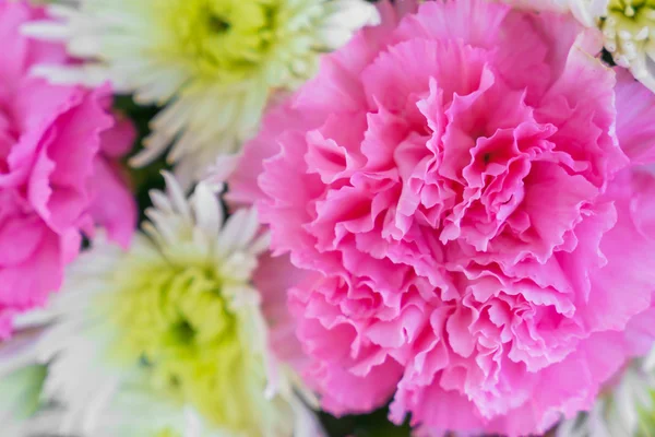 Beautiful colorful flowers — Stock Photo, Image