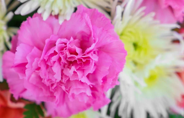 Belles fleurs colorées — Photo