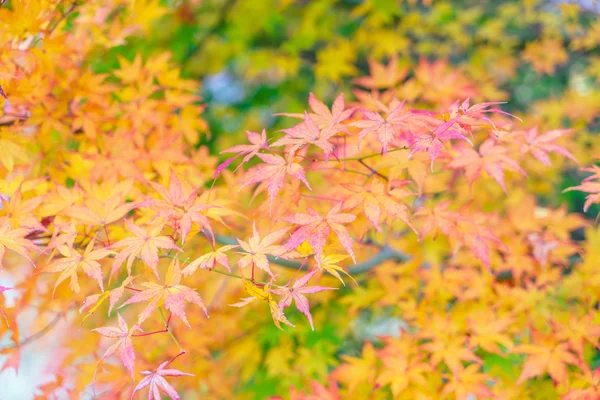 Bunte Herbstblätter — Stockfoto