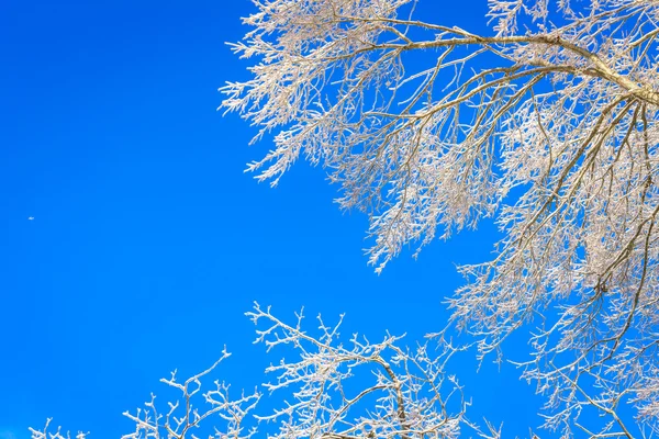 Frozen trees in winter — Stock Photo, Image