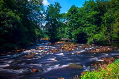 Yazın ormandaki nehir manzarası. Yorkshire, İngiltere.
