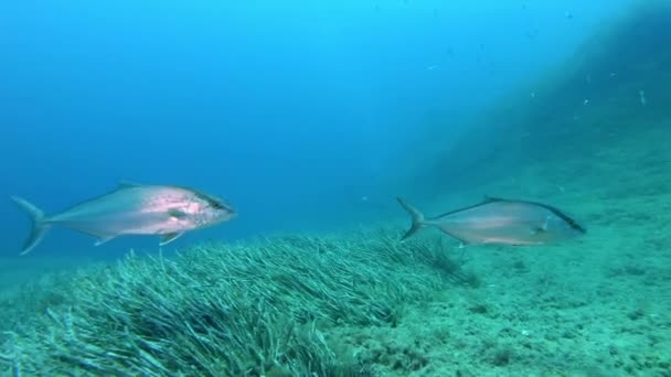 Jack Pesca Nadando Tranquilamente Sobre Fondo Del Mar — Vídeos de Stock