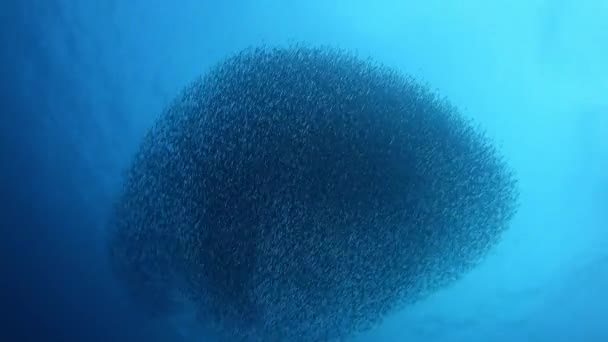 Großer Köderball Von Kleinen Fischen Und Kleinen Thunfischen Die Sie — Stockvideo