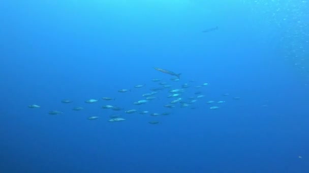 Pequeños Peces Atuneros Persiguiendo Una Bola Cebo Sardinas Escena Submarina — Vídeo de stock