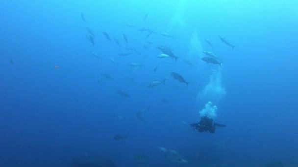 Buceador Cardumen Peces Gato Agua Muy Turbia — Vídeo de stock