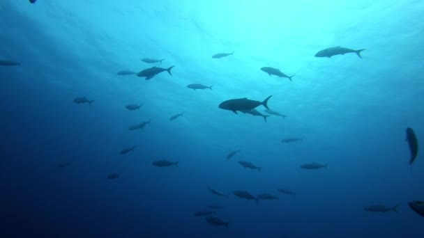 Morze Śródziemne Pod Wodą Jack Ryby Płytkiej Wodzie — Wideo stockowe
