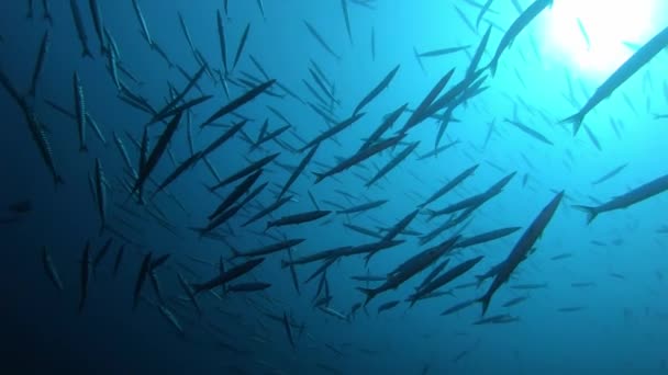带有梭鱼学校的水下背光场景 西班牙阿约卡的Scuba潜水 — 图库视频影像