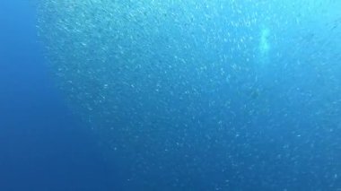 Sualtı sahnesi - Scuba dalgıcı küçük balık yemi topuyla çevrili