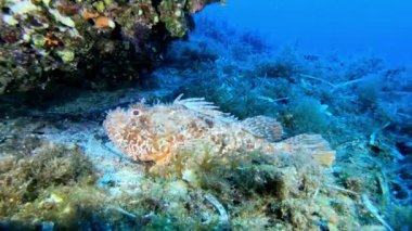 Deniz yaşamı - Akrep balığı kameradan kaçıyor