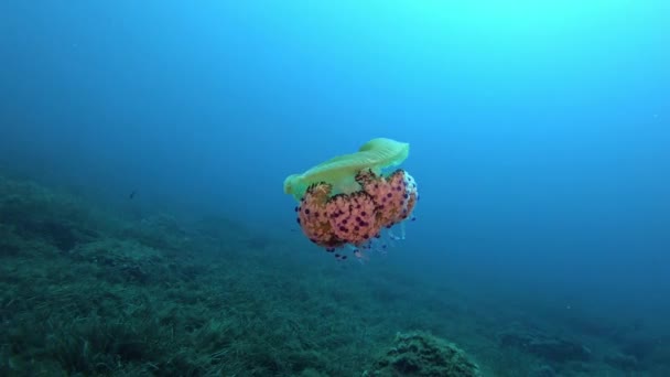 Vida Marina Medusas Cerca Cámara Naturaleza Bajo Agua — Vídeo de stock