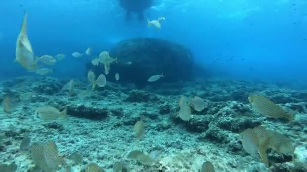 Peces Con Bandas Oro Debajo Barco Motor — Vídeos de Stock