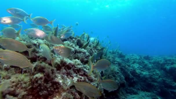 Pov Buceo Arrecife Del Mar Mediterráneo Peces Con Bandas Oro — Vídeos de Stock