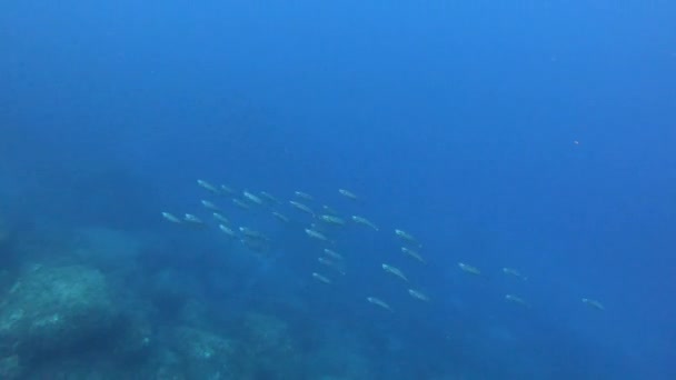 Unterwasserszene Kleine Thunfische Die Eine Sardinen Köderkugel Angreifen — Stockvideo