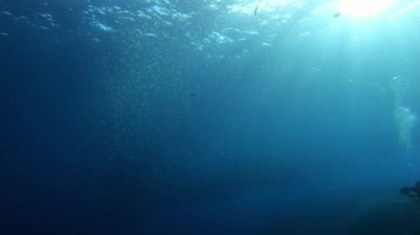 Scuba dalgıçları küçük balıklar ile lacivert sularda yem topları