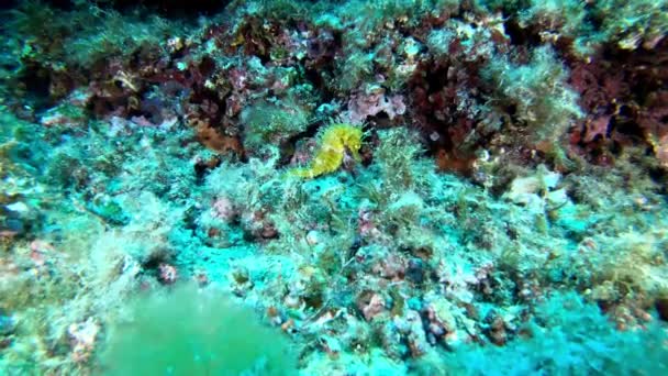 Vida Marina Caballo Mar Amarillo Sobre Fondo Marino Buceo Mallorca — Vídeo de stock