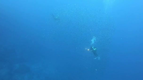 Escena Submarina Buceadores Con Una Pequeña Bola Cebo Peces — Vídeo de stock