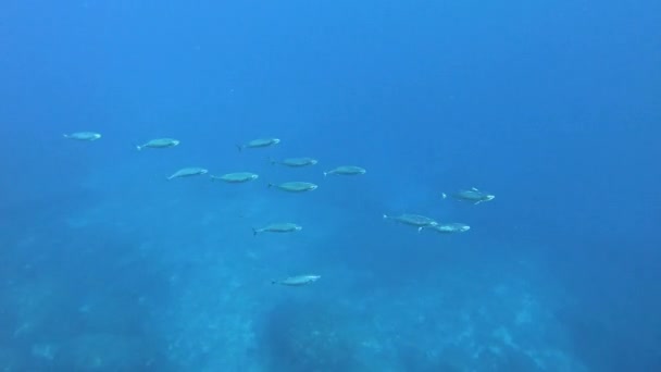 Μικρά Ψάρια Τόνου Επιτίθενται Μια Μπάλα Δόλωμα Σαρδέλες Υποβρύχια Σκηνή — Αρχείο Βίντεο