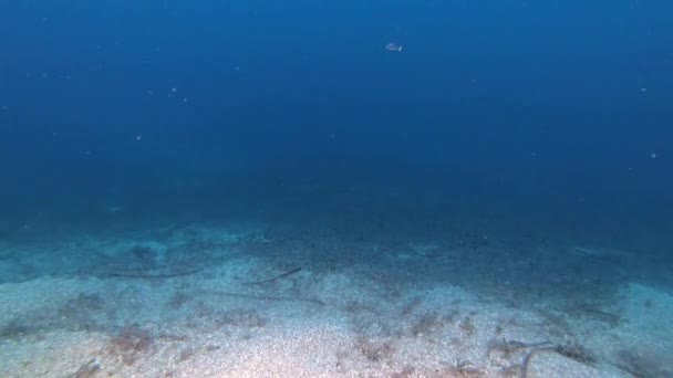 Buceo Profundo Krill Fondo Del Mar — Vídeo de stock