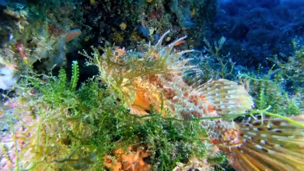 Dzikie Zwierzęta Podwodne Zakamuflowana Czerwona Skorpion Ryba Dnie Morza — Wideo stockowe