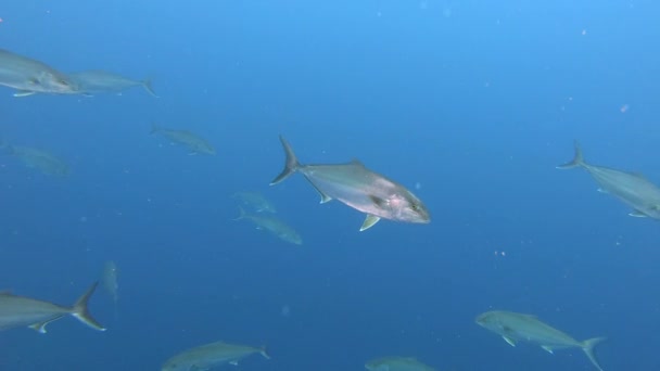 Scuba Diving Majorca Amberjack Fishes Shoal Iin Cloudy Water — Stock Video