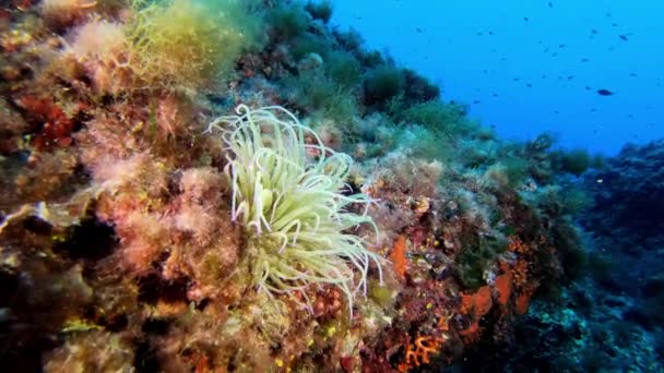 Υποβρύχια Τοπίο Μεσόγειος Θάλασσα Ανεμώνη — Αρχείο Βίντεο