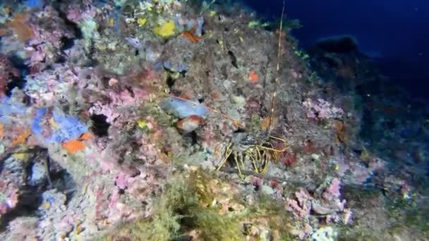 龙虾近身 马约卡的Scuba潜水 — 图库视频影像