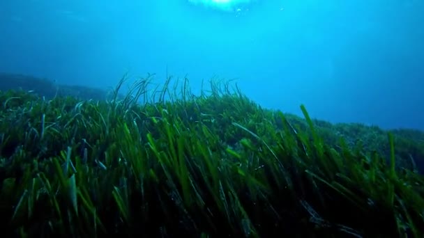 Onderwater Backlight Scene Groene Posidonia Zeebodem — Stockvideo