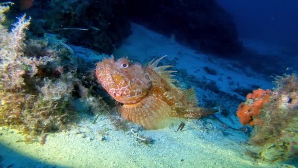 Deniz Altı Yaşamı Kızıl Akdeniz Akrep Balığı Kum Yatağının Üzerinde — Stok video