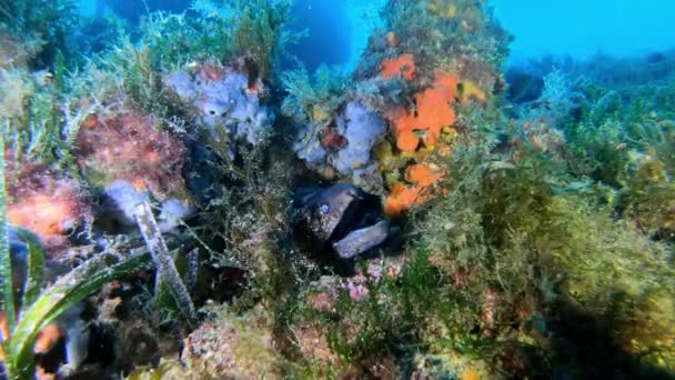 Moray Anguila Oculta Mediterráneo Bajo Agua Widlife — Vídeos de Stock