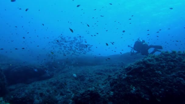Unterwasserszene Dunkelblauen Meer Taucher Und Ein Zweibändiger Brassenfischschwarm — Stockvideo