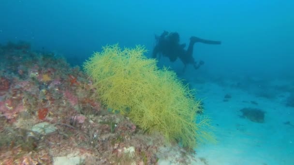 深層スキューバダイビング 海底に黄色のゴルゴニアン 柔らかいサンゴ — ストック動画