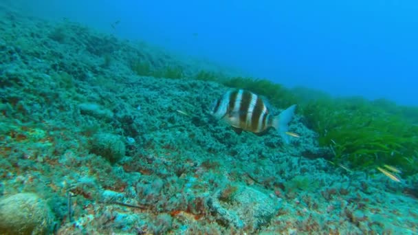 Poisson Brème Impériale Nageant Dessus Des Fonds Marins — Video