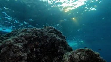 Güneş ışınları Mayorka İspanya 'da sualtı manzarası dalgıçlığı yapıyor.