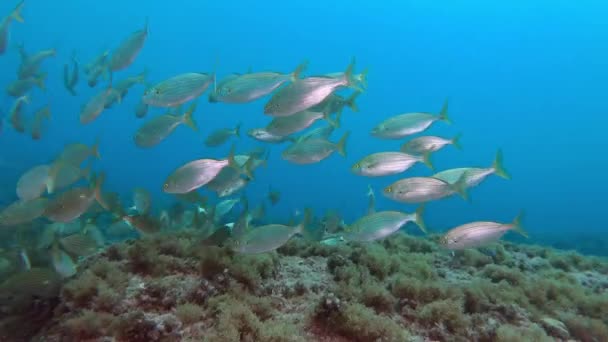 Akdeniz Altını Kuşanmış Balıklar — Stok video