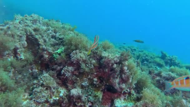 Escena Submarina Pequeños Peces Arrecife Coris Julis Nadando Cerca Cámara — Vídeo de stock