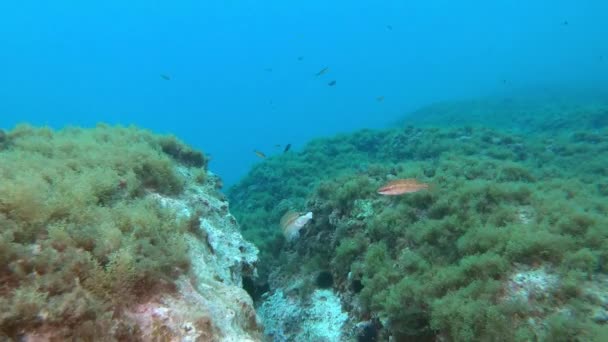 Vida Marina Peces Arrecife Del Mar Mediterráneo — Vídeo de stock