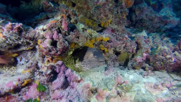 Wildlife Υποβρύχια Μεσογειακή Moray Eel Καταδύσεις Στη Μαγιόρκα Της Ισπανίας — Αρχείο Βίντεο