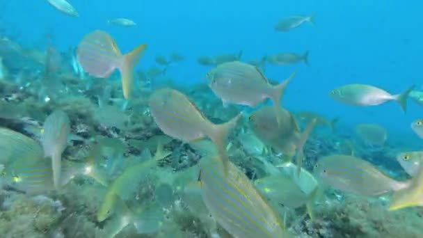 Cardumen Peces Con Bandas Oro Arrecife Del Mar Mediterráneo — Vídeos de Stock