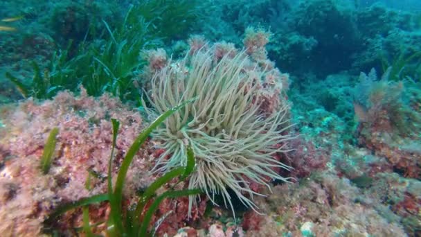 Paisaje Submarino Anémona Arrecife — Vídeos de Stock